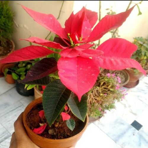 Poinsettia red live plant, live plant for Poinsettia red (pack of 1)