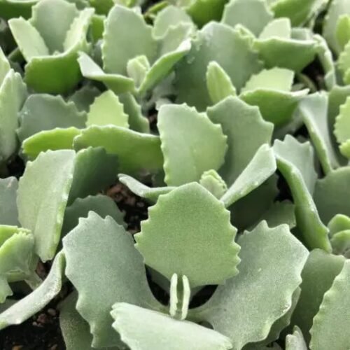 Kalanchoe Millotii (2″ Pot)