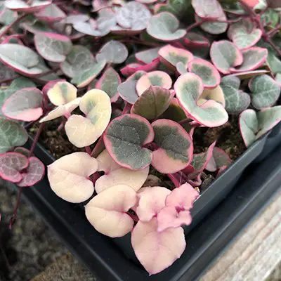 Ceropegia Woodii Variegated Chain of Hearts - Image 3