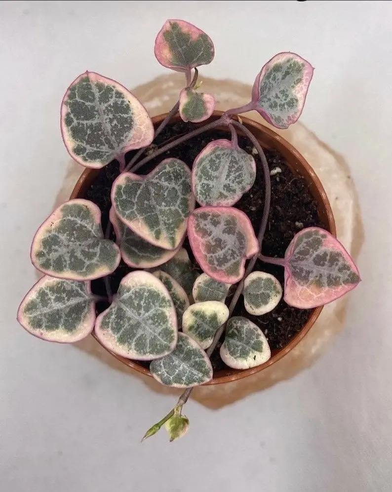 Ceropegia Woodii Variegated Chain of Hearts - Image 5