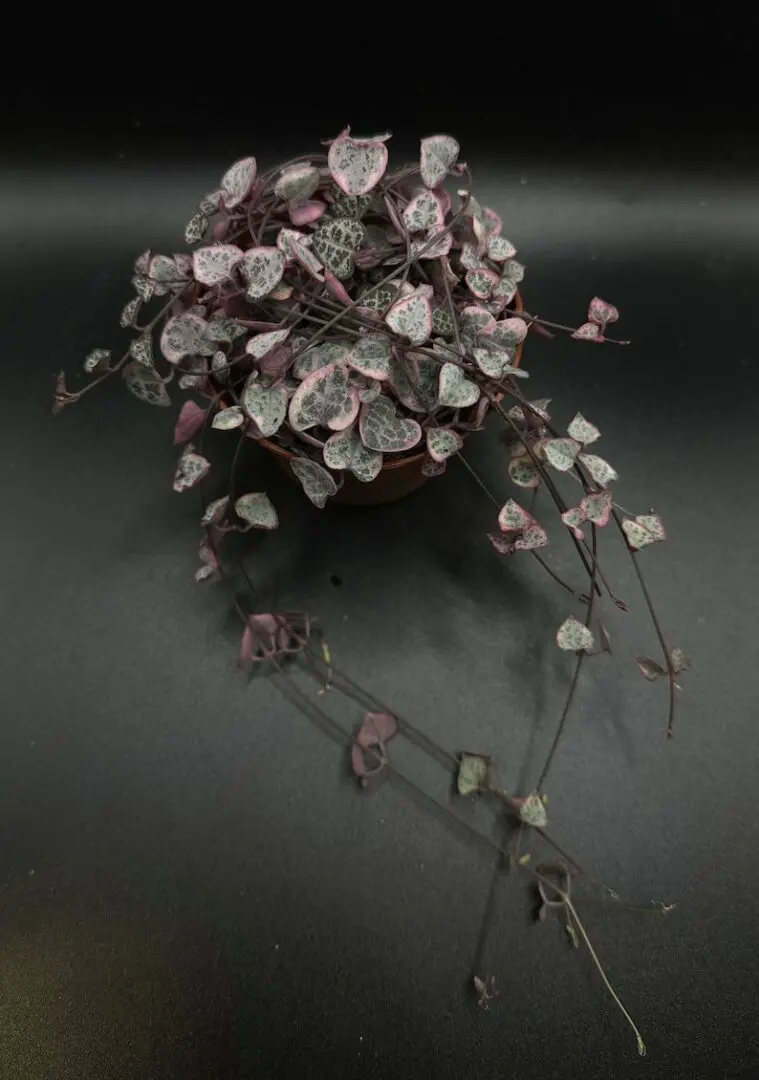 Ceropegia Woodii Variegated Chain of Hearts - Image 2