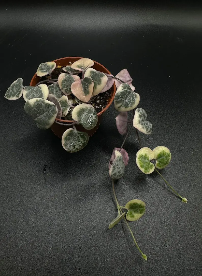 Ceropegia Woodii Variegated Chain of Hearts - Image 4