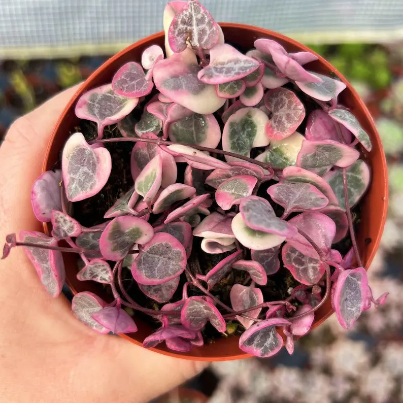 Ceropegia Woodii Variegated Chain of Hearts - Image 6