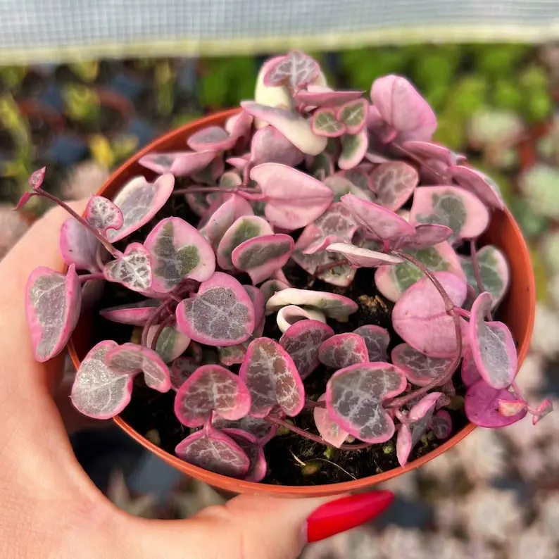 Ceropegia Woodii Variegated Chain of Hearts - Image 7