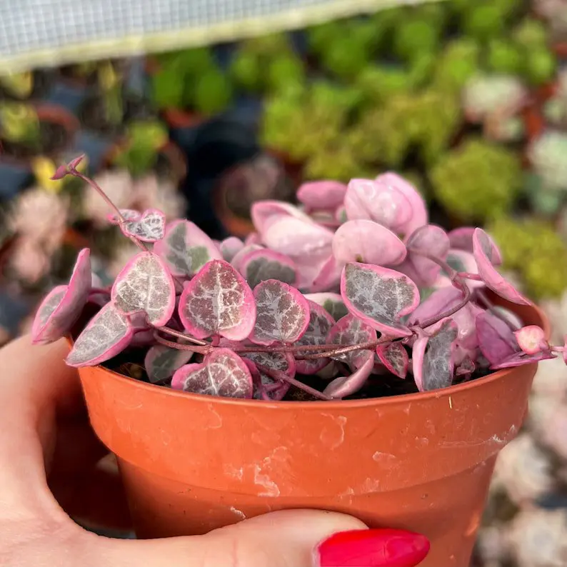 Ceropegia Woodii Variegated Chain of Hearts