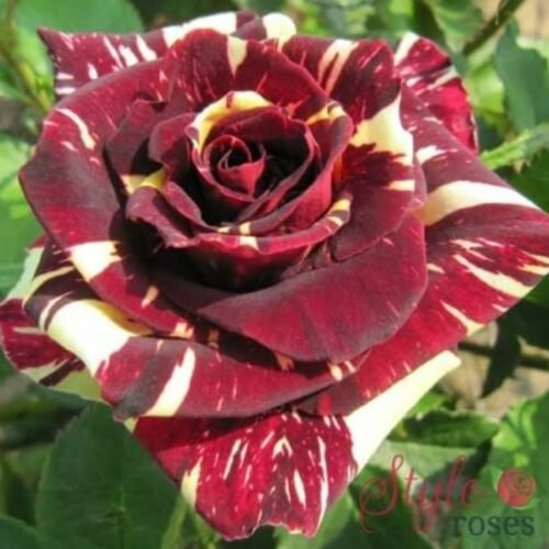 Hybrid rose live plant