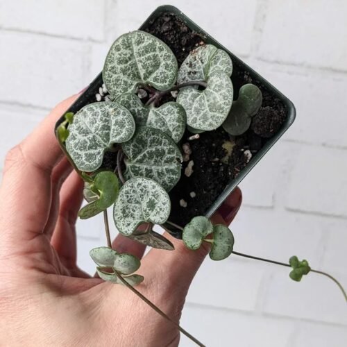 String of hearts