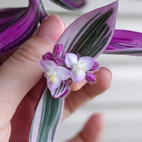 Tradescantia Nanouk