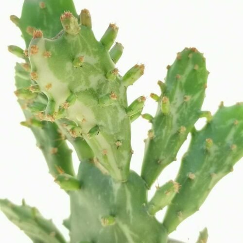 Opuntia Tuna Monstruosa – Bunny Ear Cactus