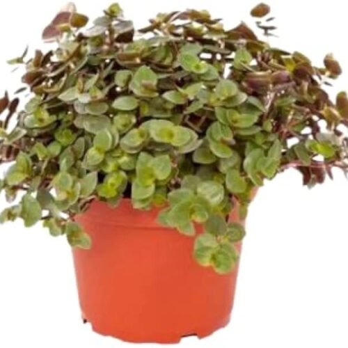 Turtle Vine Brown Hanging Plant (Callisia repens)