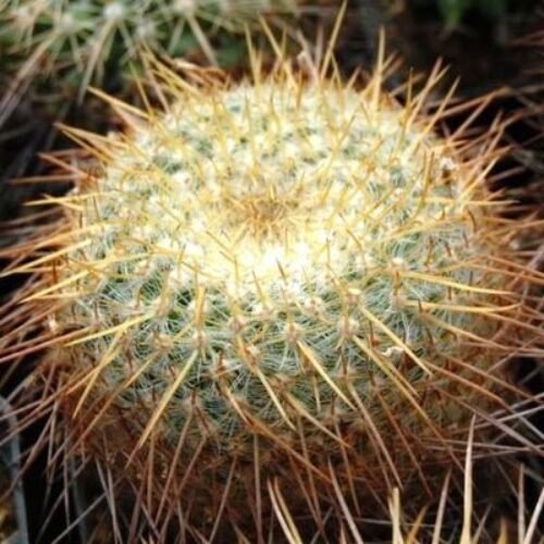 Mammillaria Celsiana Cactus Plant