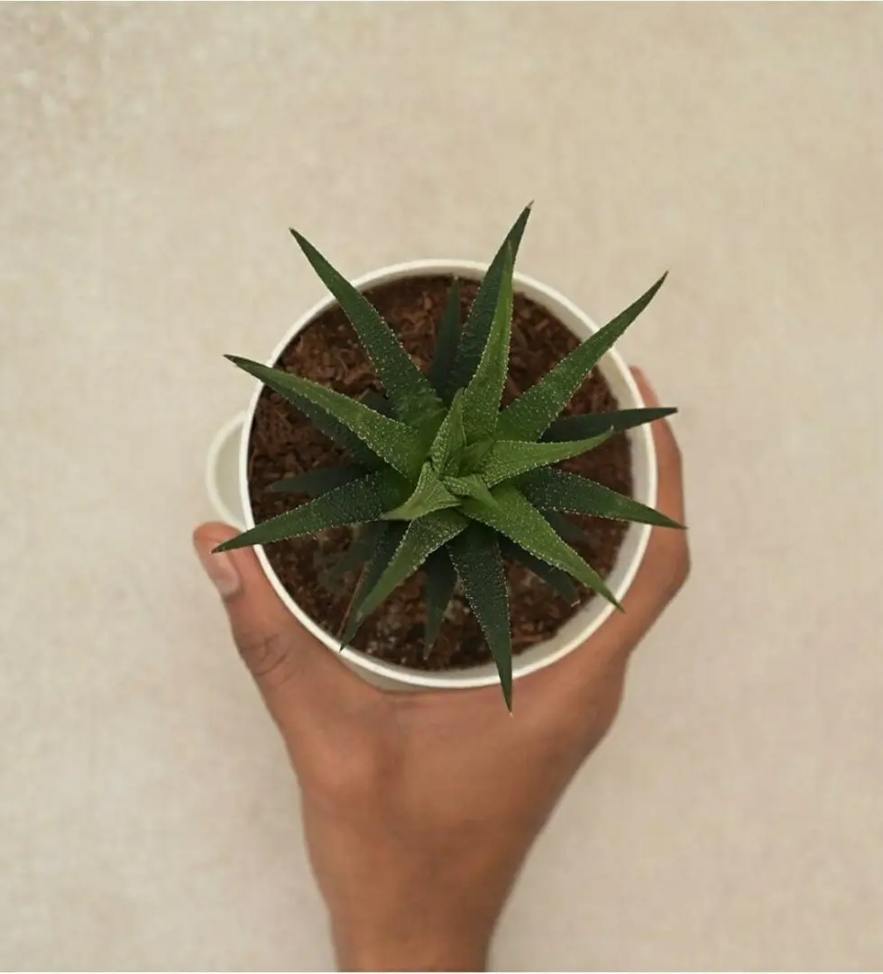 Zebra Haworthia Plant - Image 4