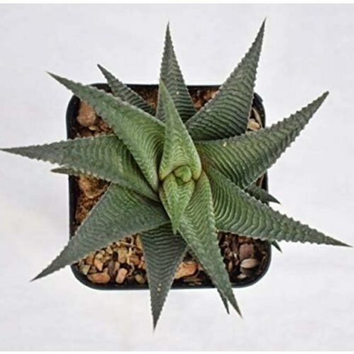 Zebra Haworthia Plant