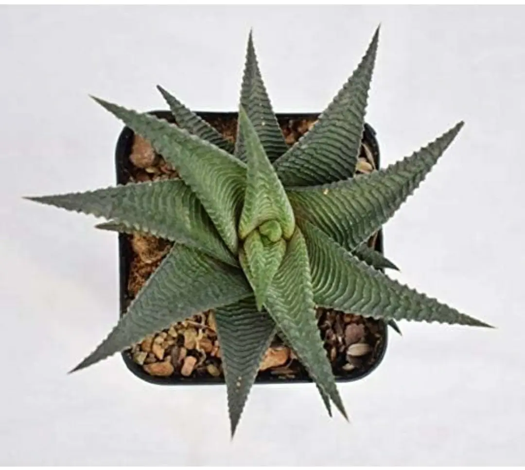 Zebra Haworthia Plant