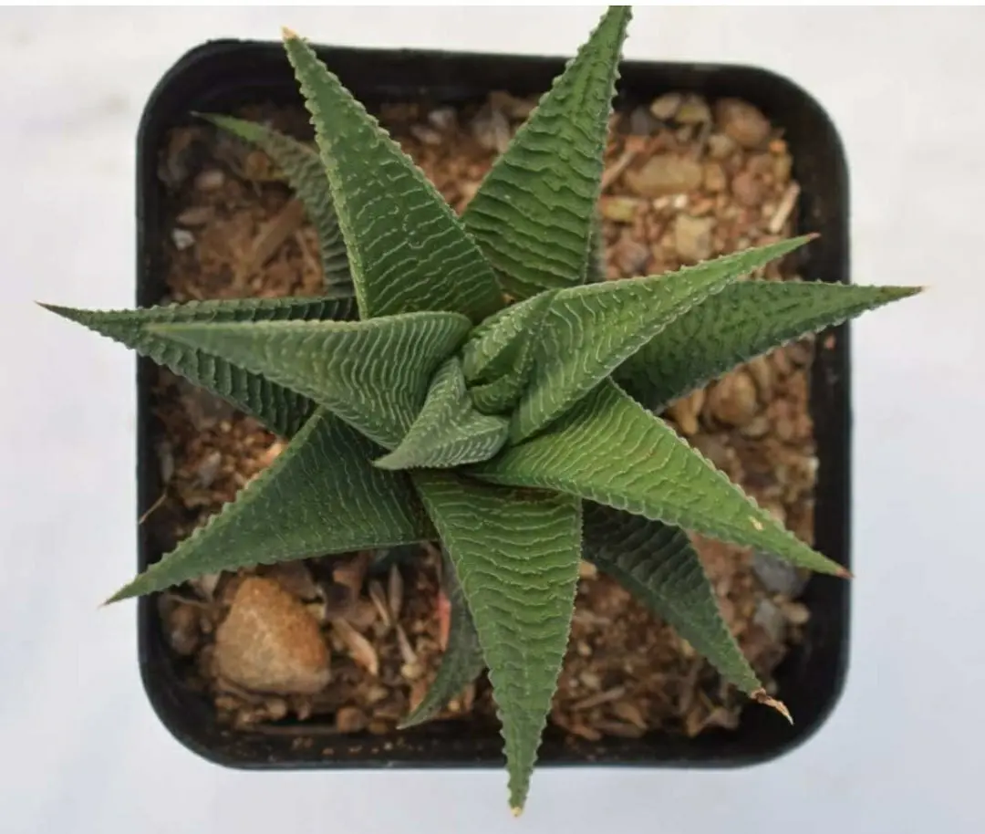 Zebra Haworthia Plant - Image 3