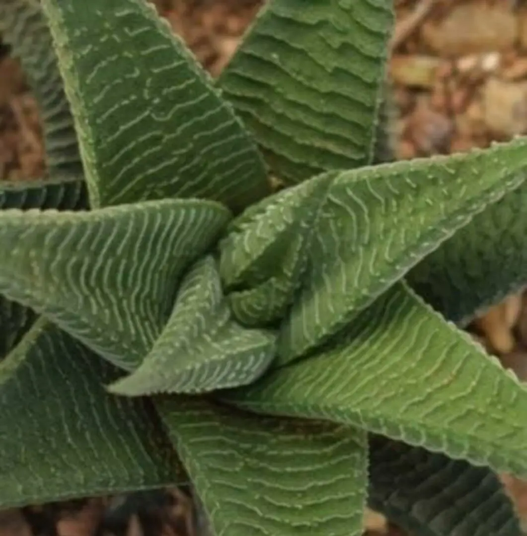 Zebra Haworthia Plant - Image 2