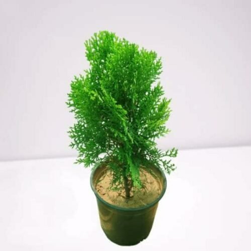 Morpankh/Thuja Live Plant with Pot