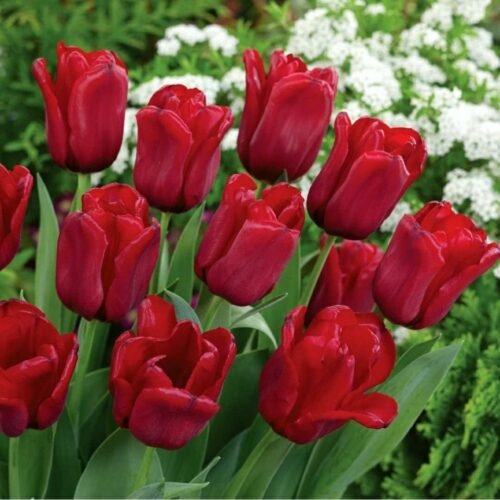 Tulip Flower Seeds Imported Bulbs for Home Gardening Red (Pack of 3)