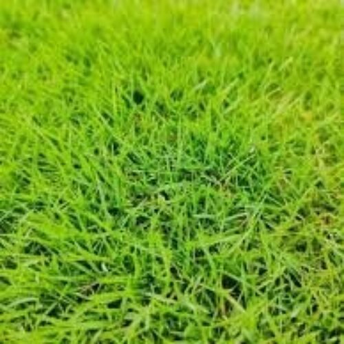 Korean Grass For Lawn (1sft)