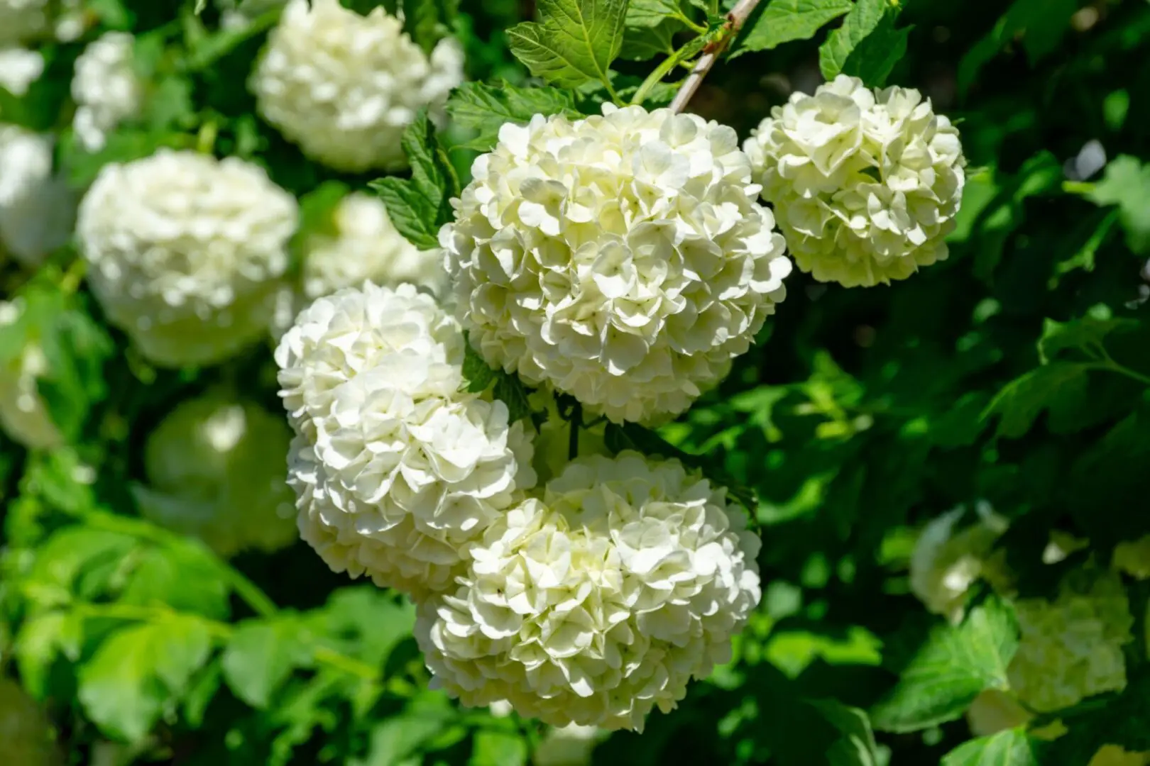 Guelder Rose Plant Live - Image 4