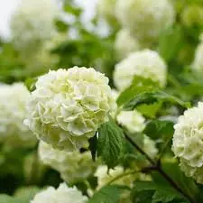 Guelder Rose Plant Live - Image 3