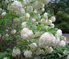 Guelder Rose Plant Live