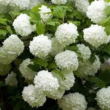 Guelder Rose Plant Live - Image 2