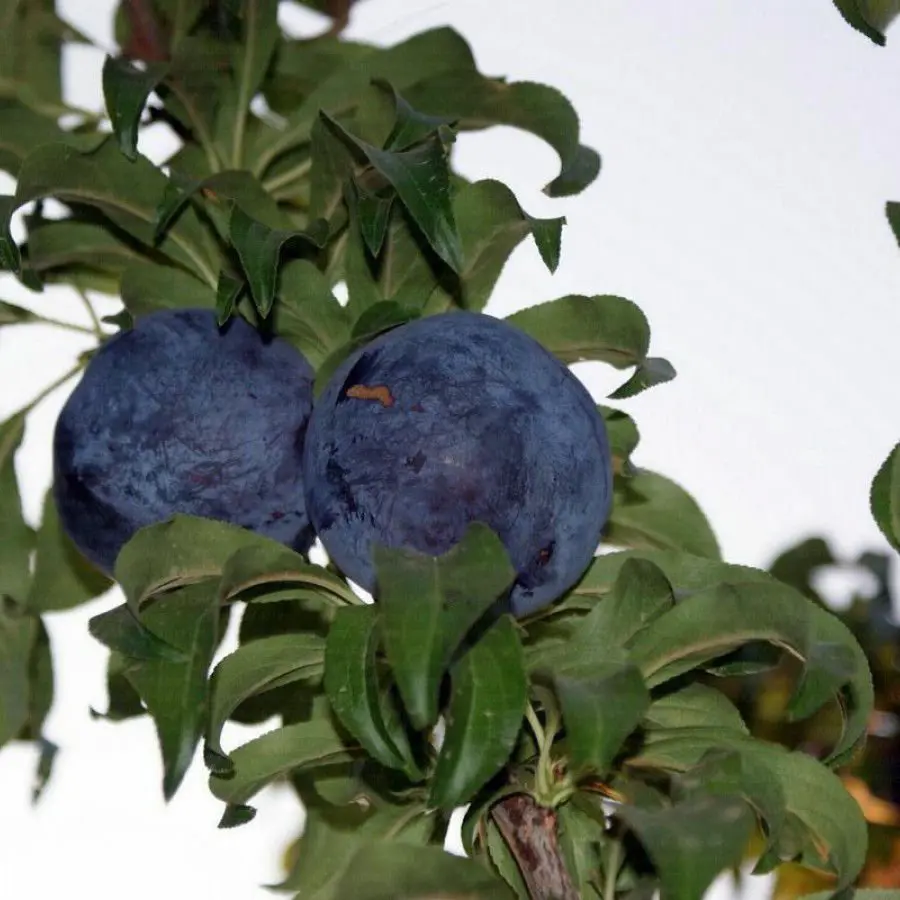 Plum Plant
(Black Amber)