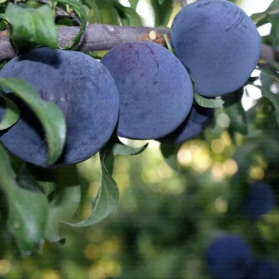 Plum Plant
(Black Amber) - Image 2