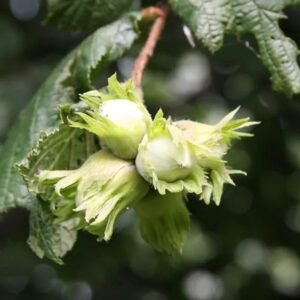 Hazelnut Tree Live Plant(Jefferson), Western Hazel Tree, 1 plant
