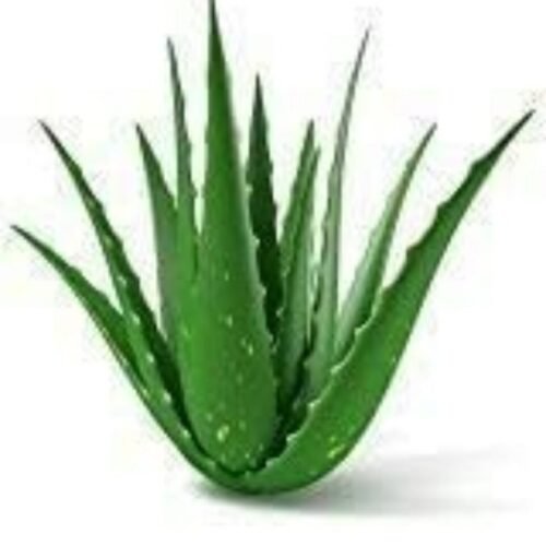 Aloe vera Medicinal live Plant with Black Nursery Pot| Medicinal Plants | Plant for home| Ayurvedic Medicinal Plant | Herbal Plant | indoor & outdoor Medicinal plant