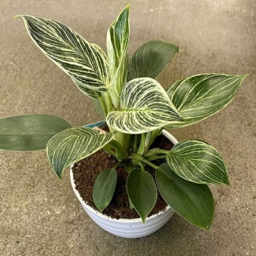 Philodendron Birkin-White Wave Healthy Matured Rare Live Plant Indoor For Home,Office,Garden,Patio,Terrace Decor Air Purifier House Plant With 5″ or 6″ Grower’s Pot (pack of 1)