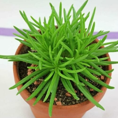 Bluish Grey-Green Senecio Barbertonicus (Senecio Himalaya), 7 Cm Pot Indoor Plant For Gift (Exotic Healthy Live Plant)