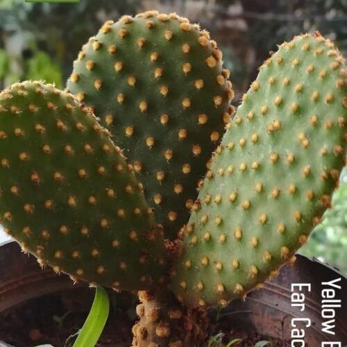 Opuntia RED Cactus/Bunny ear