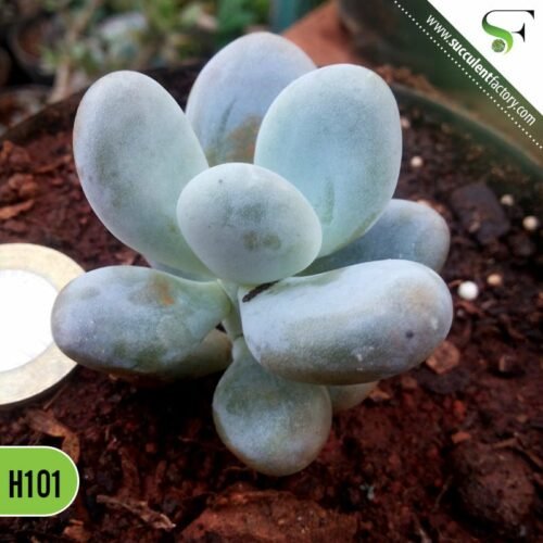 Pachyphytum Oviferum (Moonstones)