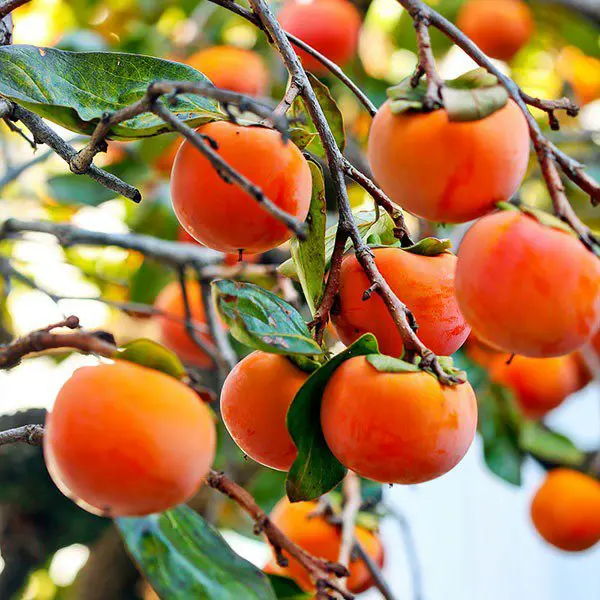 Japanese persimmon (Diospyros kaki) Flower, Leaf, Care, Uses