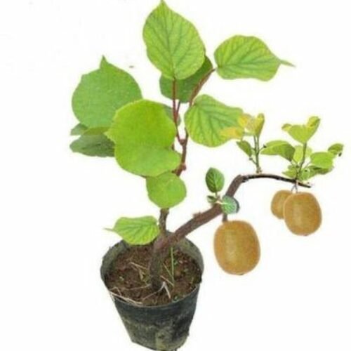 Kiwi Fruit Dwarf Female and male(Grafted) – Fruit Plant