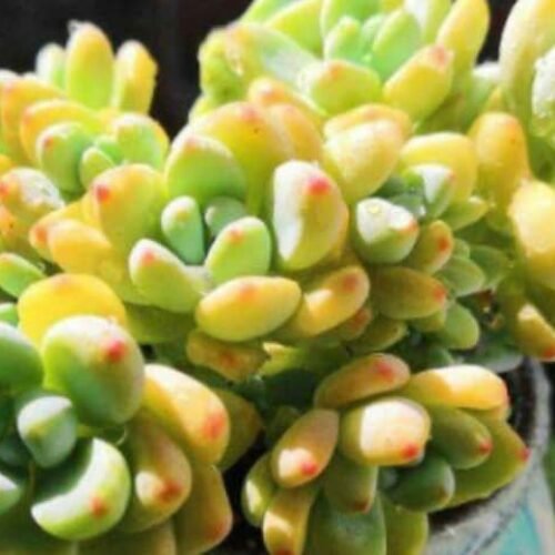 Sedum Treleasei, Rare Fragrant Succulent, Years Matured Plants