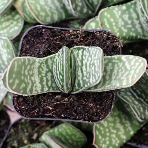 Gasteria Pillansii