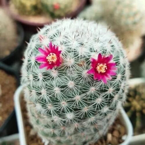 Mammillaria Grahamii (Syn: Mammillaria Microcarpa)