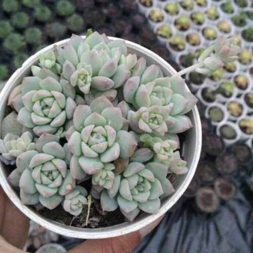 Echeveria Prolifica Moran