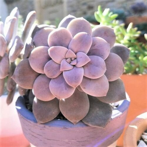 Graptopetalum