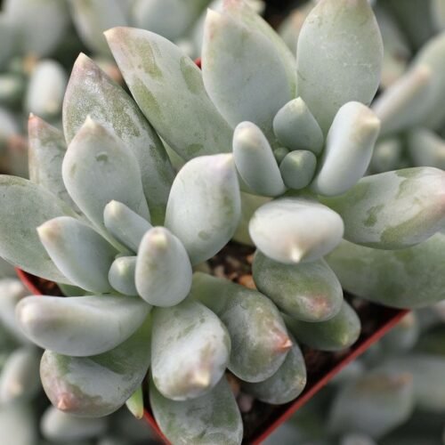 Pachyphytum ‘Moon Silver’