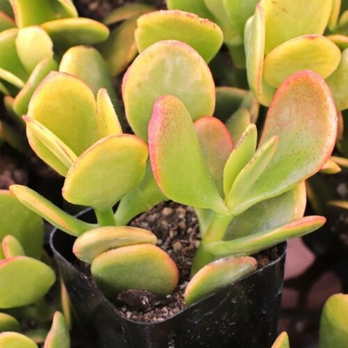 Crassula ovata ‘Hummel’s Sunset’ – Golden Jade