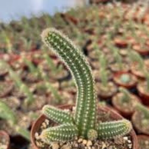 Echinopsis Chamaecereus Peanut Cactus Plant