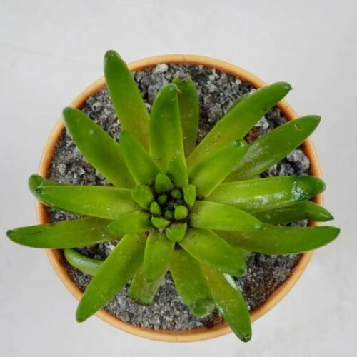 Orostachys Japonica