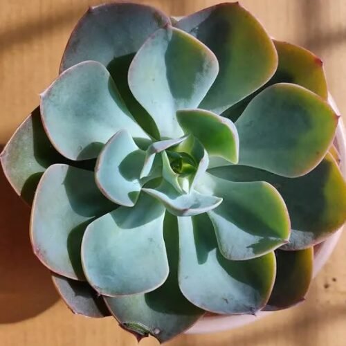 Echeveria Lilacina