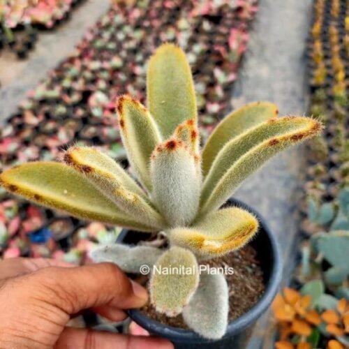 Kalanchoe Tomentosa “Chocolate Soldier” Plant