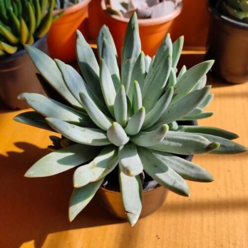 Echeveria Hookeri Succulent