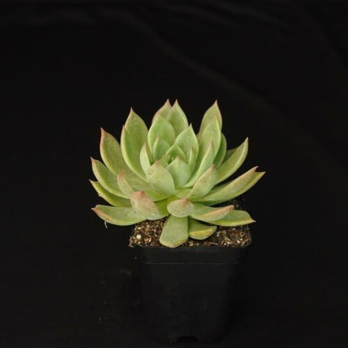 Echeveria agavoides (Moulded Wax Plant)